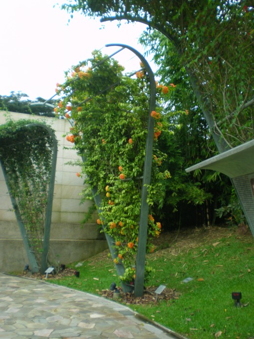 The vines in the Trellis Garden.