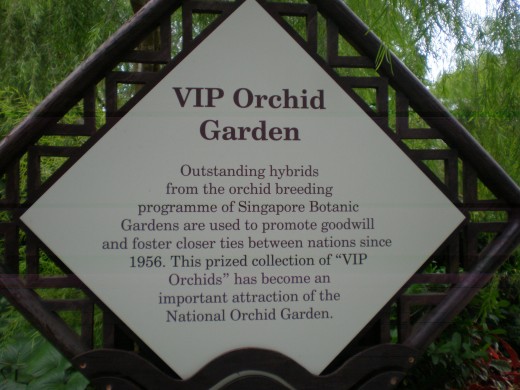 VIP Orchid Garden: Orchids as a diplomatic tool. Like roses or tulips, new breeds of orchids can be named after famous people. The orchids displayed here are all named after foreign dignitaries visiting Singapore, and have been gifted to them.