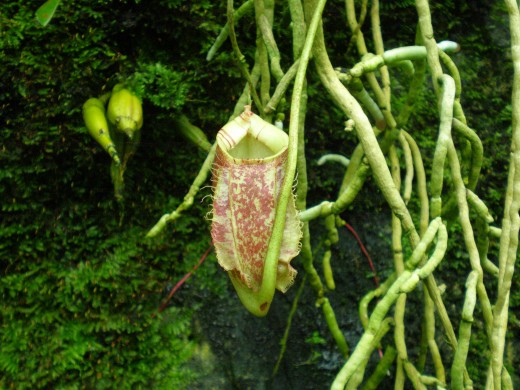 The pitcher plant, of the carnivorous plants collection.