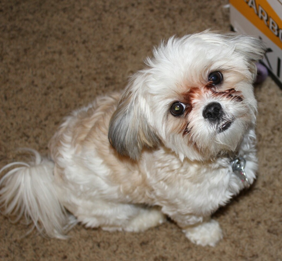 Pictures Of Adult Maltese 113