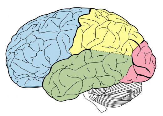 The hiccups and the brain.