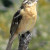 Pheucticus melanocephalus Black-headed Grosbeak adult female Pheucticus melanocephalus Black-headed Grosbeak adult female
