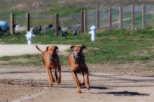 Simple Tips For Taking Your Dog to the Dog Park