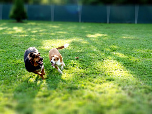 Simple Tips For Taking Your Dog to the Dog Park