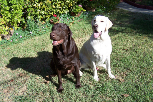 Simple Tips For Taking Your Dog to the Dog Park