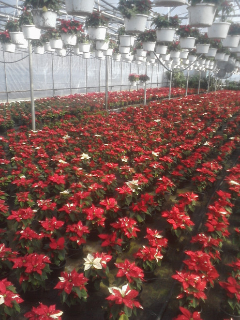 Poinsettias in greenhouse growing potted on the floor of the house and hanging baskets of Poinsettias above.