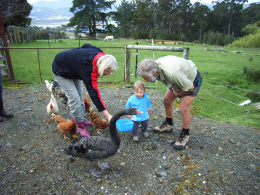 Duck like to help visitors feed our hens.