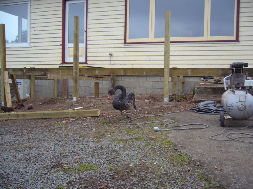 Duck helped us build a deck.  He really loved the compressor. The minute he heard it go on, he'd waddle up from the dam next door and hang around and help.  He really put his beak into everything. 