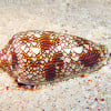 Cone Snail Venom - Medical Uses and Potential Benefits