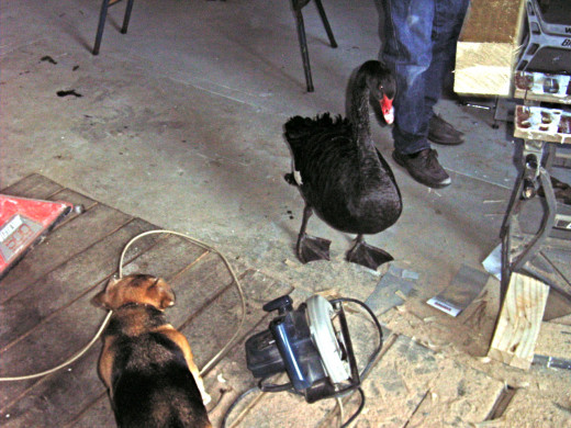 Duck liked nothing better than to tell 'Gerty the Wonderdog', our dog, how to use power tools.  Duck is supervising in this picture. 