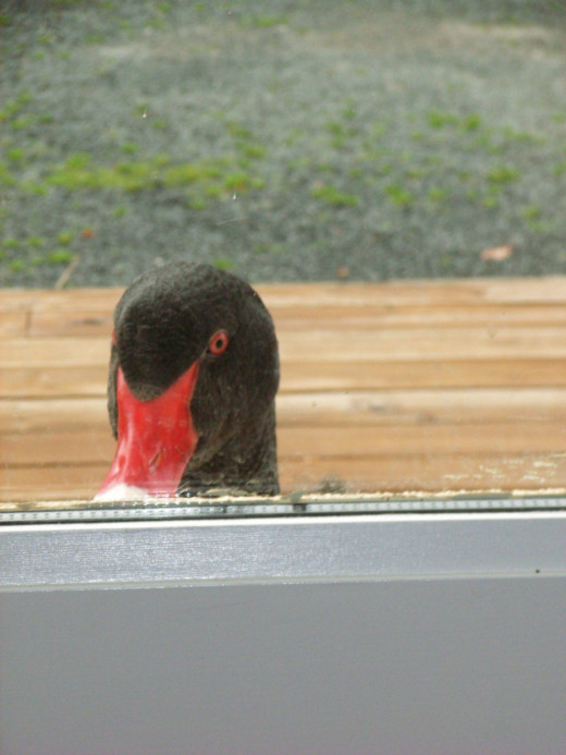 Duck liked to start the day by knocking on the door, and asking himself in for a coffee. 