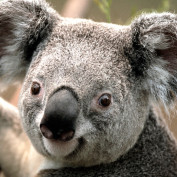 woodyganesh profile image