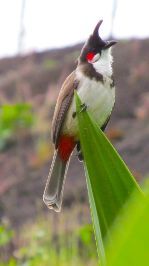 The Red Whiskered Bulbul In Eravikulam National Park.