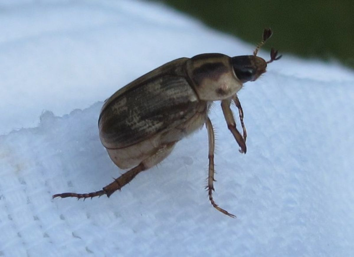 This is the adult form of the Oriental Beetle. Notice its funky antenna. 