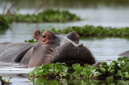 The hippopotamus, raising its body out of water.