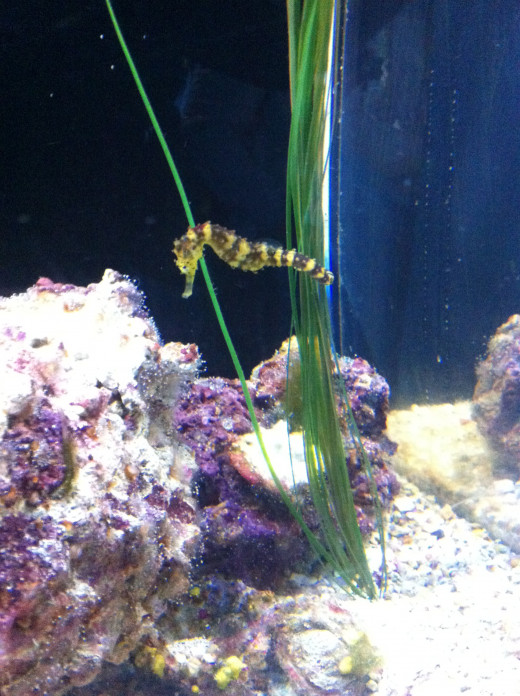 Moody Garden's Aquarium