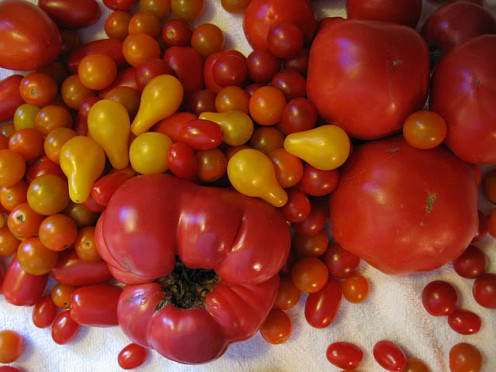 A variety of tomatoes grown on La Vista Farm