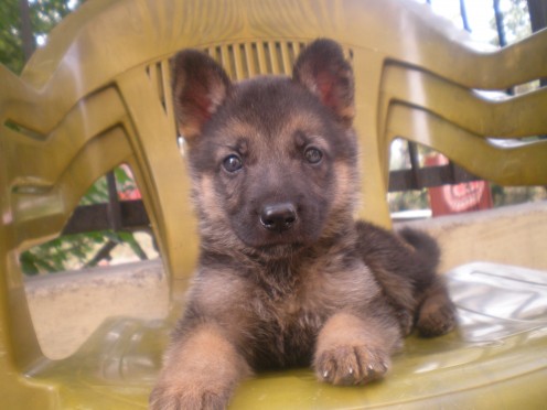 German Shepherd pup