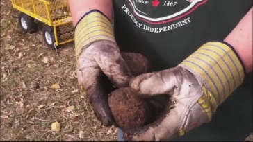 Many of my vegetables like beets and potatoes had a scabby outer texture which is a sign of TOO MUCH acid in my garden soil.