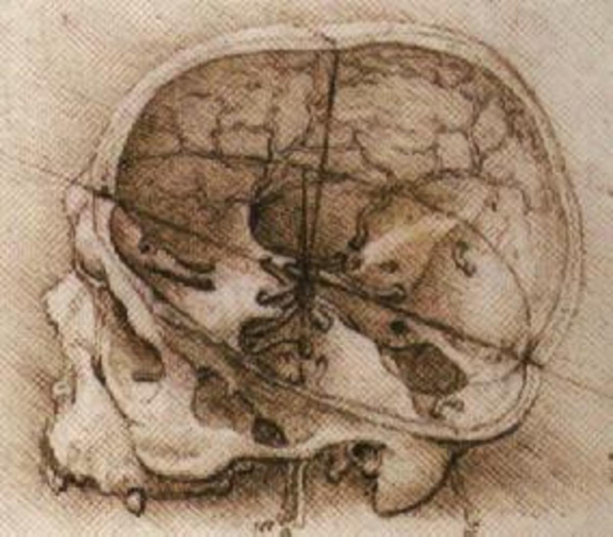 The Anatomy and Physiology Works of Leonardo da Vinci | HubPages