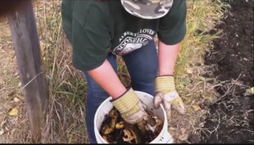 Organic matter not completely composted. Coffee grounds, banana and potato peels will be tilled into the soil to enhance soil properties.