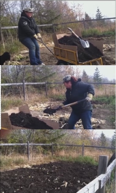 Adding good aged farm manure compost to the garden soil.