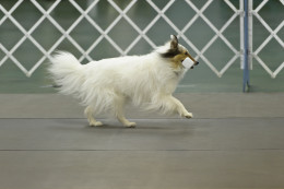 The dumbbell retrieve in competition obedience performed by the author's color-headed white Shetland Sheepdog, Jericho. The dumbbell retrieve in competition obedience performed by the author's color-headed white Shetland Sheepdog, Jericho.