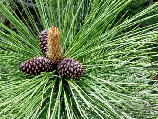 Can You Use Any Type Of Pine Needle For Pine Needle Tea? - How To Make ...