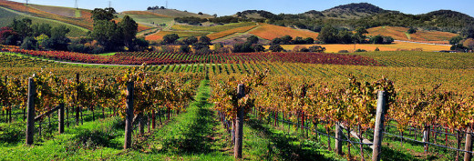 800px-Napa_Vall