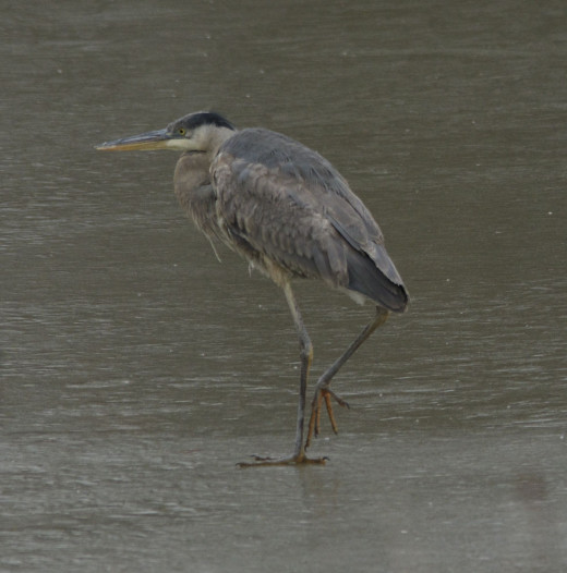 Cold Great Blue Heron
