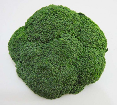 A Broccoli Floret ready to be washed and cleaned. To be used in a recipe or to be used as a main dish in cooking your meal.