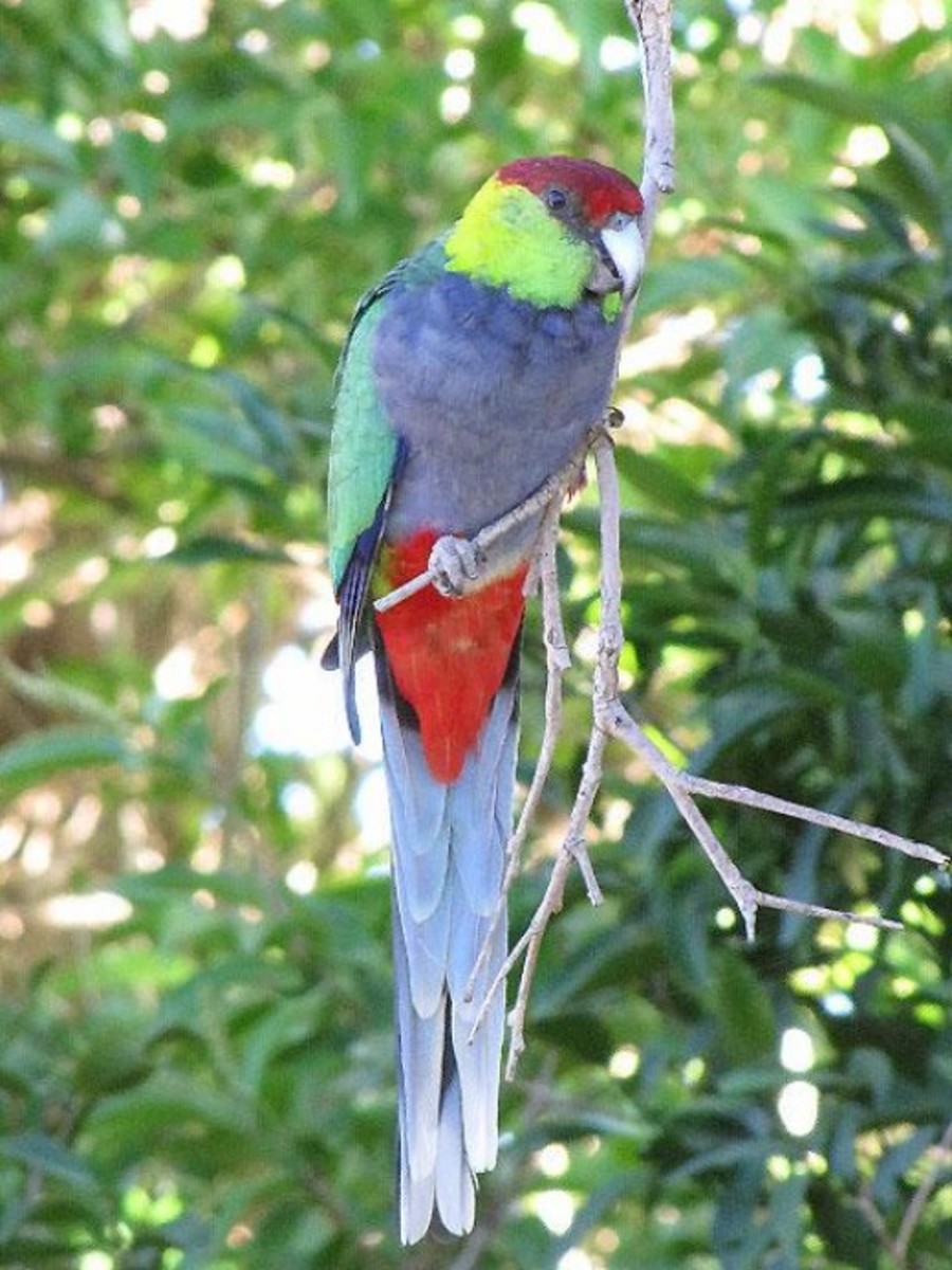 Endangered Red-Capped Parrot of Australia