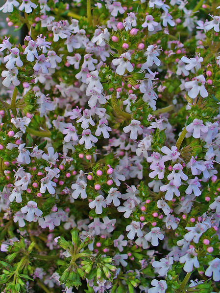 Picture of  Common Garden Thyme.