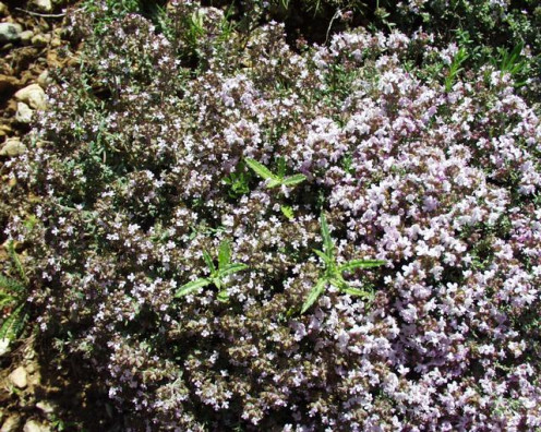 Picture of Common  Garden Thyme.