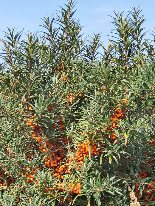 90 percent of the worlds Sea-Buckthorn, is in China, where it is cultivated and actually used for soil and water conservation, first... then has been re-bred to bear better fruit for food and industrial chemical use.  Of the 7 species, 2 are hybrid.
