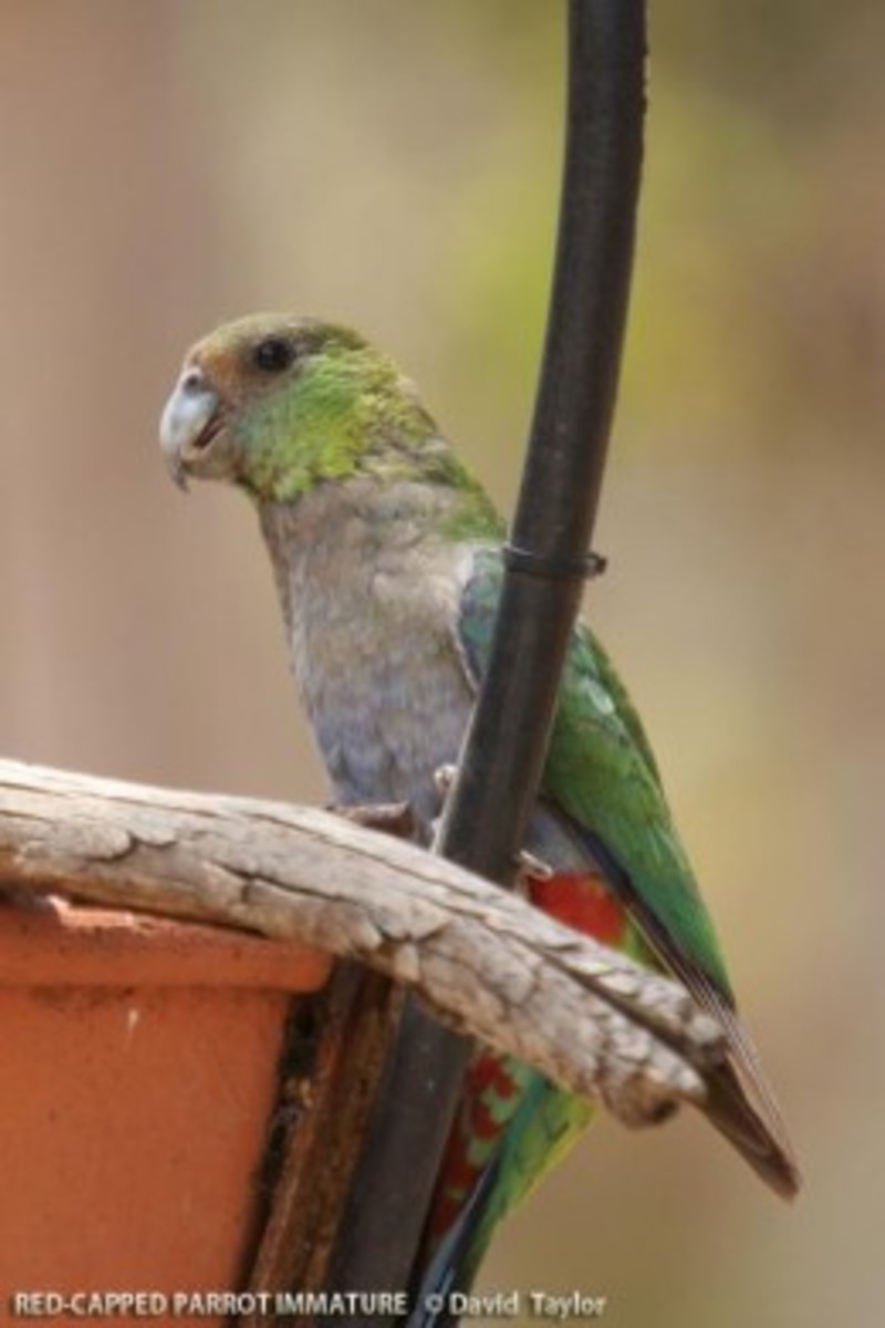 Female Red-Capped Parrot of Western Australia