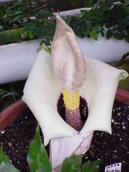 OR Amorphophallus prainii   (yes 2 " i''s " at the end)  Another similar and related plant, but smaller 