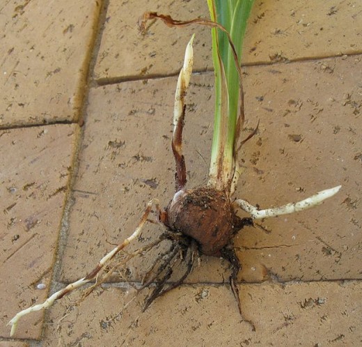 The white branches off the corm, are called "Stolons" (or "runners" as with Strawberry's) which are a special type of root.  Stolons are structures that are "horizontal connections" between organisms.  Corms, would grow on stolons making new plants