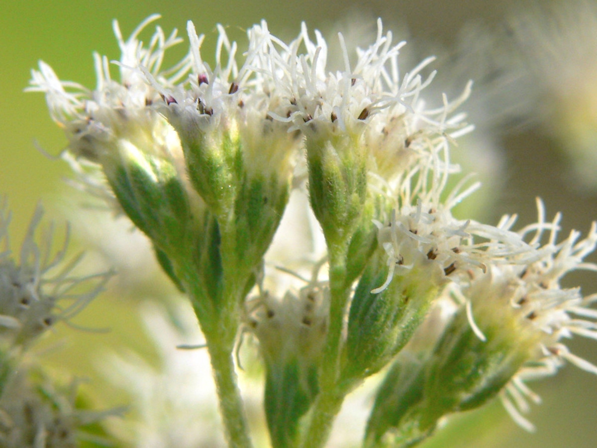 Boneset flowers, close-up