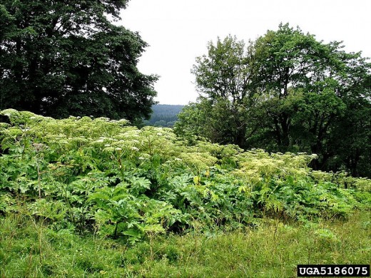 A growing solid "patch" of Giant HogWeed