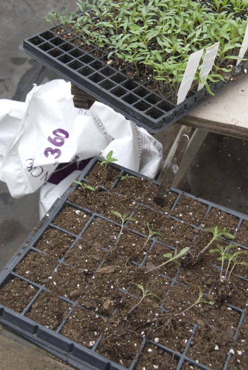 Tomato seedlings  that are being transplanted.