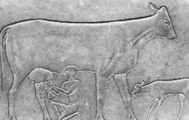 This stone carving, dated to be from 3100 BC shows and Egyptian milking a cow