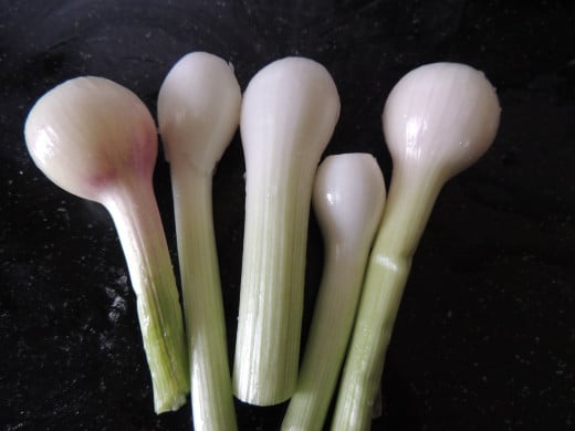 White part of spring onion