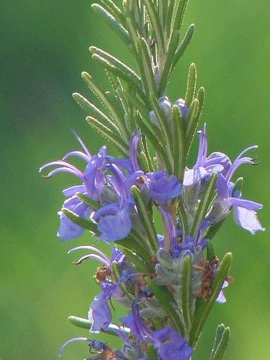 Picture of Flowering Rosemary.