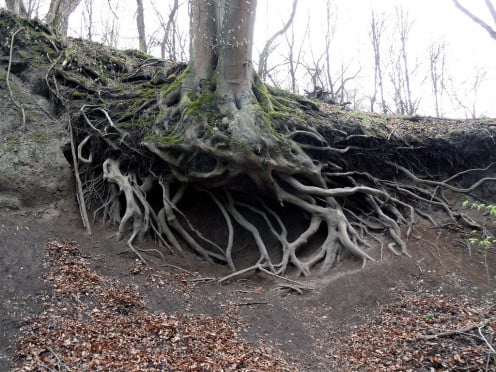 This is an extreme case of soil erosion. Look in your lawn for exposed roots. This might be a sign of soil erosion. 