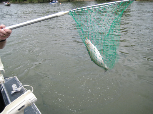 Shad on the Willamette River - Catch & Release