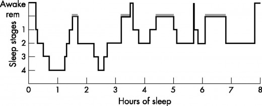 The sleep cycle over the course of the night has many stages where the body completes different tasks in order to restore itself. 
