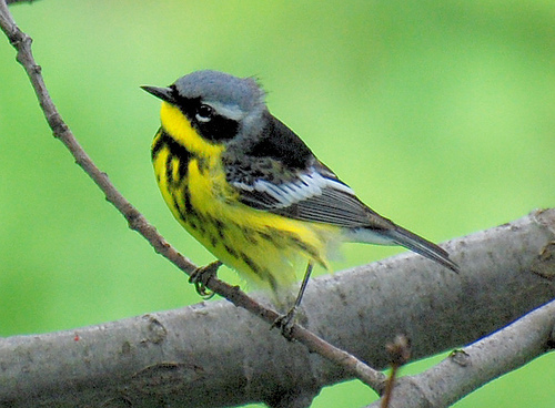 How many identifying details can you find on this male Magnolia Warbler?