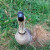 Hawaiian Goose (Nene) Hawaiian Goose (Nene)