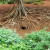 Nesting Hole for Wedge tailed Shearwater Nesting Hole for Wedge tailed Shearwater
